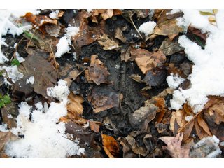 Property photo 13 - REAL ESTATE AUCTION - 171.1+/- ACRES OFFERED IN 3 TRACTS OR COMBINATIONS IN HUNTINGTON COUNTY, INDIANA