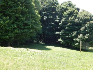 Property photo 8 - Tillable/Wooded Land
