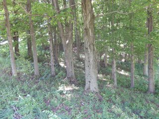 Property photo 9 - Tillable/Wooded Land