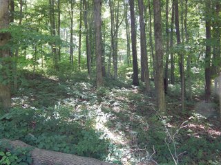 Property photo 7 - Tillable/Wooded Land