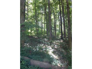25.27+/- Acres with 19+/- tillable and 6+/- woods.  Beautiful trails through the woods.  Excellent building site.  Room for hobbies, recreation or hunting. - Tillable/Wooded Land
