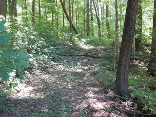 25.27+/- Acres with 19+/- tillable and 6+/- woods.  Beautiful trails through the woods.  Excellent building site.  Room for hobbies, recreation or hunting. - Tillable/Wooded Land
