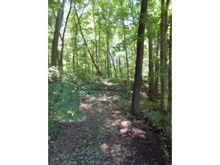25.27+/- Acres with 19+/- tillable and 6+/- woods.  Beautiful trails through the woods.  Excellent building site.  Room for hobbies, recreation or hunting. - Tillable/Wooded Land