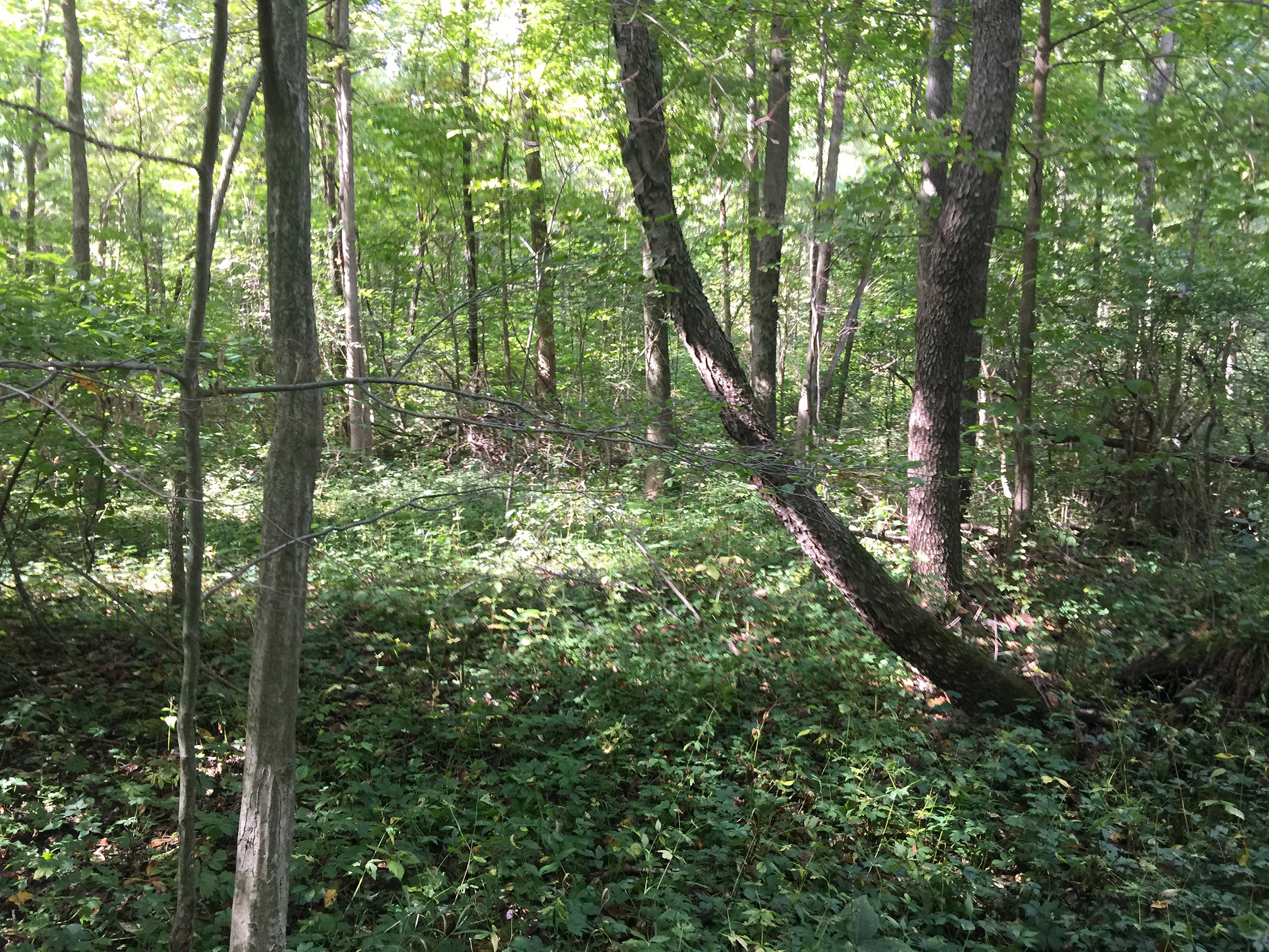 Great location for recreation fun, trail riding, hunting, fire wood cutting and possible logging. All surrounded by woods and fields. The stone driveway is the easement to the woods. The water ditch is the dividing line between the north and south end of woods. There are some good trails in the woods that the deer have created. This is a great woods for hunting or recreational purposes, such as 4 wheeling or walking for pleasure. - RECREATIONAL LAND FOR SALE