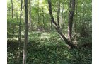 Great location for recreation fun, trail riding, hunting, fire wood cutting and possible logging. All surrounded by woods and fields. The stone driveway is the easement to the woods. The water ditch is the dividing line between the north and south end of woods. There are some good trails in the woods that the deer have created. This is a great woods for hunting or recreational purposes, such as 4 wheeling or walking for pleasure. - RECREATIONAL LAND FOR SALE