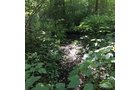 Great location for recreation fun, trail riding, hunting, fire wood cutting and possible logging. All surrounded by woods and fields. The stone driveway is the easement to the woods. The water ditch is the dividing line between the north and south end of woods. There are some good trails in the woods that the deer have created. This is a great woods for hunting or recreational purposes, such as 4 wheeling or walking for pleasure. - RECREATIONAL LAND FOR SALE