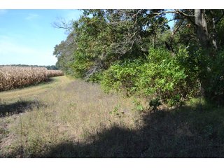 <b>This property has a lot to offer with productive cropland, woods with many mature oak trees and some pines along with cleared trails. </b>  There is lots of deer activity and the property is located across the road from Willow Slough. Also consider the potential for a beautiful, secluded home site.

<b>-2018 Real Estate Taxes Payable 2019:  $2,050.00 
-Drainage Assessments: Salisbury Open $213.24 - Beaver Creek $98.00 
-Zoning: Ag - Agriculture 
-School District: North Newton School Corporation
-Elec. Source: Newton County REMC
-Owners: Joseph E. Warrick, Judy A. Rabideau & Joan M. Raff</b>

<i><b>FSA Data:
Farm #2379: Tract #10547
Farmland: 97.24 acres
Cropland: 83.01 acres
Corn Base Acr.: 80.3  
PLC Yield: 122 </b></i>  - CROPLAND, HUNTING/RECREATIONAL & POTENTIAL BUILDING SITE IN NEWTON COUNTY, INDIANA