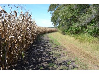 <b>This property has a lot to offer with productive cropland, woods with many mature oak trees and some pines along with cleared trails. </b>  There is lots of deer activity and the property is located across the road from Willow Slough. Also consider the potential for a beautiful, secluded home site.

<b>-2018 Real Estate Taxes Payable 2019:  $2,050.00 
-Drainage Assessments: Salisbury Open $213.24 - Beaver Creek $98.00 
-Zoning: Ag - Agriculture 
-School District: North Newton School Corporation
-Elec. Source: Newton County REMC
-Owners: Joseph E. Warrick, Judy A. Rabideau & Joan M. Raff</b>

<i><b>FSA Data:
Farm #2379: Tract #10547
Farmland: 97.24 acres
Cropland: 83.01 acres
Corn Base Acr.: 80.3  
PLC Yield: 122 </b></i>  - CROPLAND, HUNTING/RECREATIONAL & POTENTIAL BUILDING SITE IN NEWTON COUNTY, INDIANA