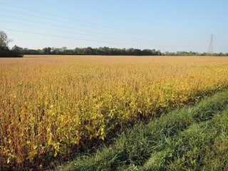 <b>65 Acres</b>
Monroe Twp., Delaware County. S36-T20N-R10E - 1 mile S of Muncie Bypass along CR 300S.
Excellent frontage along both CR 300S and Burlington Drive. 
Taxes were $1,875 (rounded) for 2019/2020 or about $26.41/acre
Investment-quality farm to add to your portfolio.
Conservation Easement in place.
94 percent tillable with Impressive Corn Soil Index of 150.0
High Quality Treaty, Crosby, and Miamian soils - LAND FOR SALE - PROPERTY IN DELAWARE COUNTY, INDIANA - 65 ACRES