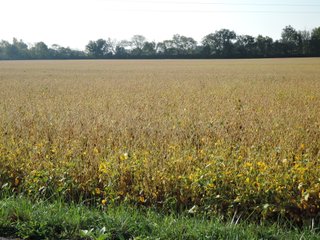 <b>65 Acres</b>
Monroe Twp., Delaware County. S36-T20N-R10E - 1 mile S of Muncie Bypass along CR 300S.
Excellent frontage along both CR 300S and Burlington Drive. 
Taxes were $1,875 (rounded) for 2019/2020 or about $26.41/acre
Investment-quality farm to add to your portfolio.
Conservation Easement in place.
94 percent tillable with Impressive Corn Soil Index of 150.0
High Quality Treaty, Crosby, and Miamian soils - LAND FOR SALE - PROPERTY IN DELAWARE COUNTY, INDIANA - 65 ACRES