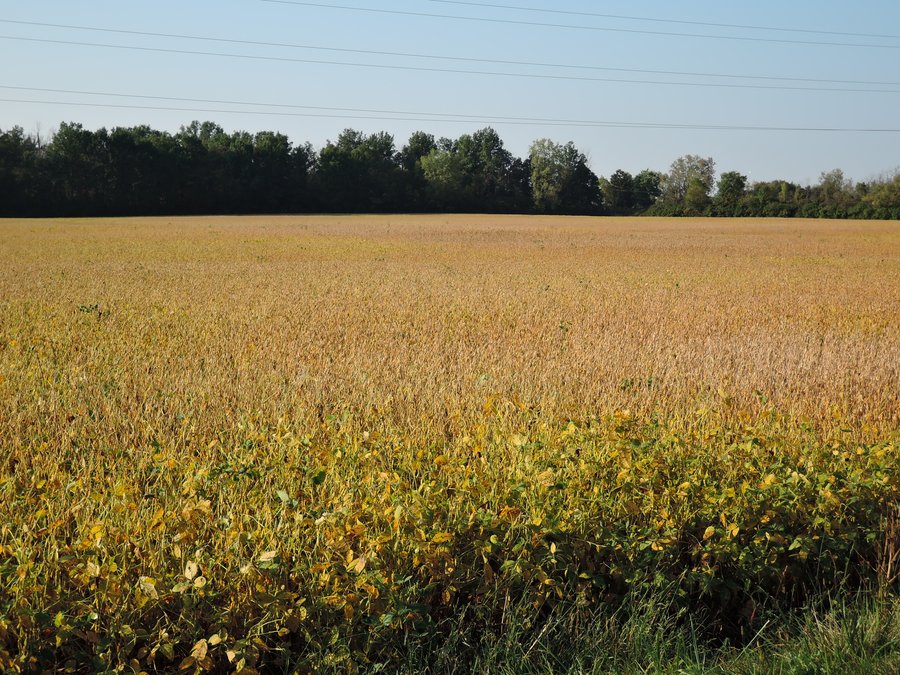 For sale: LAND FOR SALE - PROPERTY IN DELAWARE COUNTY, INDIANA - 65 ACRES - MUNCIE, INDIANA