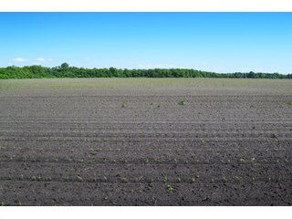 <b>PRICE REDUCED: $5,900 per acre</b><br>
This property offers productive tillable land along with two wooded areas.  Much of the larger woods near the road is on a ridge.  Investigate this area for a potential beautiful homesite as well as for hunting and recreational opportunities. <br>
<b>156.9+/- </b>Total Acres | <b>145.83+/-</b> Tillable Cropland Acres per FSA | <b>10+/-</b> Wooded Acres - 156.9+/- Acres For Sale - Cropland, Woods for Hunting/Recreational & Potential Building Sites