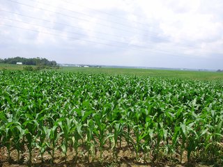 <b>119+ acres Cropland: 94% of Total Acres
6.3+ acres Non-Tillable
APH Corn 191 bu. and Beans 57 bu.
Taxes $2,700.52/yr. or $21.38/acre
Corn Soil Index 146.8 bu.
Cropland Subject to 2019 Crop Rights. Closing Fall 2019.
Do not miss this one!</b> - REAL ESTATE FOR SALE IN UNION COUNTY, INDIANA