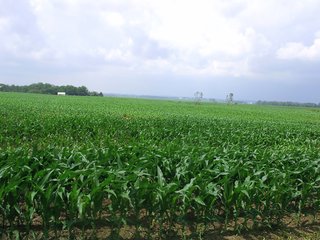 <b>119+ acres Cropland: 94% of Total Acres
6.3+ acres Non-Tillable
APH Corn 191 bu. and Beans 57 bu.
Taxes $2,700.52/yr. or $21.38/acre
Corn Soil Index 146.8 bu.
Cropland Subject to 2019 Crop Rights. Closing Fall 2019.
Do not miss this one!</b> - REAL ESTATE FOR SALE IN UNION COUNTY, INDIANA