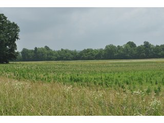 This is a great opportunity to purchase income producing tillable acres and recreational acres as well in one package. There is an easement to access the wooded/smaller tillable section on the NW side of Catlin Road. A new survey has been completed by the owners to show all property lines and precise acres, it has been posted to our website. Sales manager has a preliminary title search, FSA data, etc for review upon request. Please feel free to contact Todd with any questions.

<b>Tenant:</b> None - Open
<b>Easements:</b> Contact Sales Manager for preliminary search
<b>Possession:</b> At Closing
<b>Fencing:</b> Partial
<b>Taxes:</b>$2488.12 annual or $11.99/AC
<b>Zoning:</b>100 Agri Vacant Land 

<iframe src="https://player.vimeo.com/video/348162990" width="640" height="360" frameborder="0" allow="autoplay; fullscreen"></iframe> - Excellent Tillable and Recreational Land