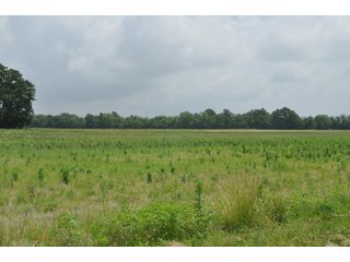 This is a great opportunity to purchase income producing tillable acres and recreational acres as well in one package. There is an easement to access the wooded/smaller tillable section on the NW side of Catlin Road. A new survey has been completed by the owners to show all property lines and precise acres, it has been posted to our website. Sales manager has a preliminary title search, FSA data, etc for review upon request. Please feel free to contact Todd with any questions.

<b>Tenant:</b> None - Open
<b>Easements:</b> Contact Sales Manager for preliminary search
<b>Possession:</b> At Closing
<b>Fencing:</b> Partial
<b>Taxes:</b>$2488.12 annual or $11.99/AC
<b>Zoning:</b>100 Agri Vacant Land 

<iframe src="https://player.vimeo.com/video/348162990" width="640" height="360" frameborder="0" allow="autoplay; fullscreen"></iframe> - Excellent Tillable and Recreational Land