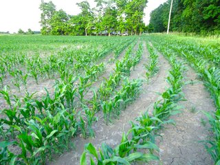 Farmland in Jay County, Indiana - LAND AUCTION - 82+/- ACRES OFFERED IN 2 TRACTS IN JAY COUNTY, INDIANA