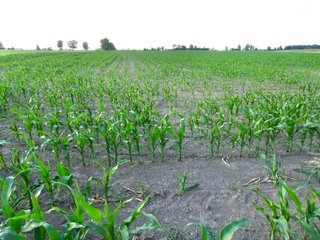 Farmland in Jay County, Indiana - LAND AUCTION - 82+/- ACRES OFFERED IN 2 TRACTS IN JAY COUNTY, INDIANA