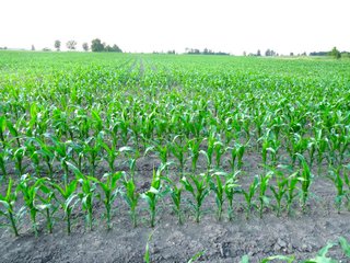 Farmland in Jay County, Indiana - LAND AUCTION - 82+/- ACRES OFFERED IN 2 TRACTS IN JAY COUNTY, INDIANA
