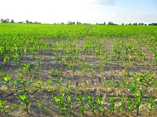 Farmland in Jay County, Indiana - LAND AUCTION - 82+/- ACRES OFFERED IN 2 TRACTS IN JAY COUNTY, INDIANA