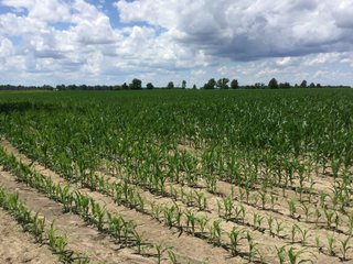 Farmland in Jay County, Indiana - LAND AUCTION - 82+/- ACRES OFFERED IN 2 TRACTS IN JAY COUNTY, INDIANA
