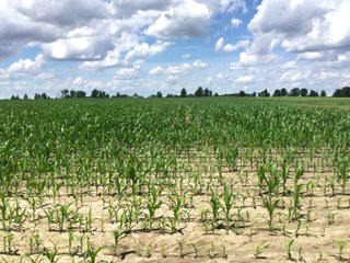 Farmland in Jay County, Indiana - LAND AUCTION - 82+/- ACRES OFFERED IN 2 TRACTS IN JAY COUNTY, INDIANA