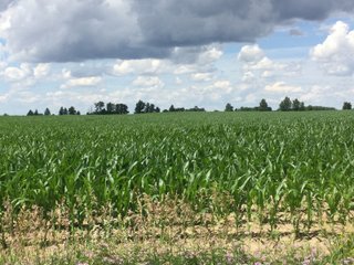 Farmland in Jay County, Indiana - LAND AUCTION - 82+/- ACRES OFFERED IN 2 TRACTS IN JAY COUNTY, INDIANA