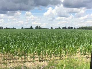 Farmland in Jay County, Indiana - LAND AUCTION - 82+/- ACRES OFFERED IN 2 TRACTS IN JAY COUNTY, INDIANA