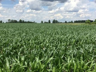 Farmland in Jay County, Indiana - LAND AUCTION - 82+/- ACRES OFFERED IN 2 TRACTS IN JAY COUNTY, INDIANA