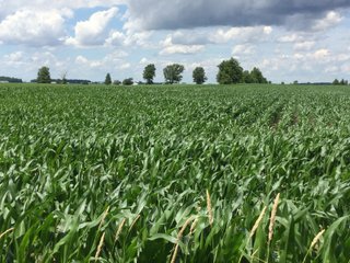 Farmland in Jay County, Indiana - LAND AUCTION - 82+/- ACRES OFFERED IN 2 TRACTS IN JAY COUNTY, INDIANA