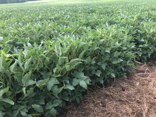 Farm B in Wayne County, Indiana Farmland - FARMLAND AUCTION - 328+/- ACRES OFFERED IN 5 TRACTS IN WAYNE COUNTY, INDIANA