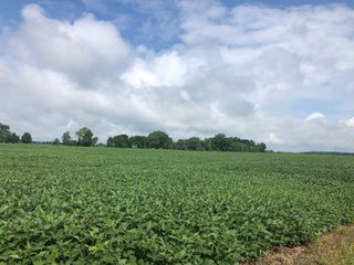 Farm B in Wayne County, Indiana Farmland - FARMLAND AUCTION - 328+/- ACRES OFFERED IN 5 TRACTS IN WAYNE COUNTY, INDIANA