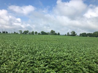 Farm B in Wayne County, Indiana Farmland - FARMLAND AUCTION - 328+/- ACRES OFFERED IN 5 TRACTS IN WAYNE COUNTY, INDIANA