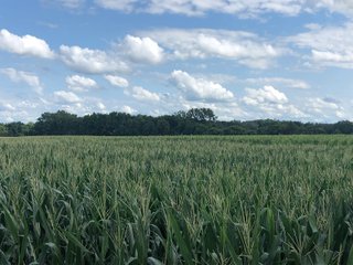 Farm A in Wayne County, Indiana Farmland - FARMLAND AUCTION - 328+/- ACRES OFFERED IN 5 TRACTS IN WAYNE COUNTY, INDIANA