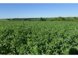 Grant County, Wisconsin Farmland - REAL ESTATE AUCTION - 240+/- ACRES OFFERED IN 6 TRACTS IN GRANT COUNTY, WISCONSIN
