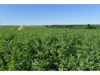 Grant County, Wisconsin Farmland - REAL ESTATE AUCTION - 240+/- ACRES OFFERED IN 6 TRACTS IN GRANT COUNTY, WISCONSIN