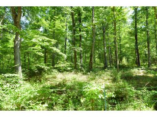 Tract 19 in Hopkins County, Kentucky - LAND AUCTION - 1,879+/- ACRES OFFERED IN 19 INDIVIDUAL TRACTS IN HOPKINS COUNTY, KENTUCKY