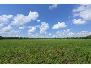 Hopkins County, Kentucky Farmland - LAND AUCTION - 1,879+/- ACRES OFFERED IN 19 INDIVIDUAL TRACTS IN HOPKINS COUNTY, KENTUCKY