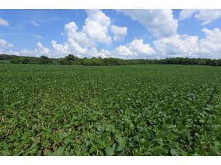 Hopkins County, Kentucky Farmland - LAND AUCTION - 1,879+/- ACRES OFFERED IN 19 INDIVIDUAL TRACTS IN HOPKINS COUNTY, KENTUCKY