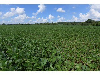 Hopkins County, Kentucky Farmland - LAND AUCTION - 1,879+/- ACRES OFFERED IN 19 INDIVIDUAL TRACTS IN HOPKINS COUNTY, KENTUCKY