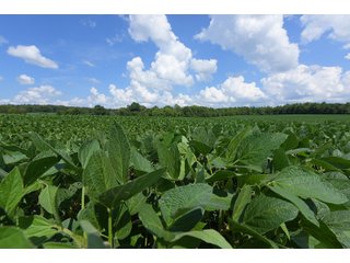 Hopkins County, Kentucky Farmland - LAND AUCTION - 1,879+/- ACRES OFFERED IN 19 INDIVIDUAL TRACTS IN HOPKINS COUNTY, KENTUCKY