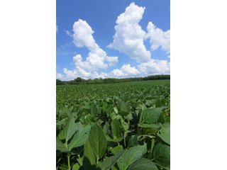 Hopkins County, Kentucky Farmland - LAND AUCTION - 1,879+/- ACRES OFFERED IN 19 INDIVIDUAL TRACTS IN HOPKINS COUNTY, KENTUCKY