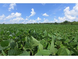 Hopkins County, Kentucky Farmland - LAND AUCTION - 1,879+/- ACRES OFFERED IN 19 INDIVIDUAL TRACTS IN HOPKINS COUNTY, KENTUCKY