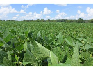 Hopkins County, Kentucky Farmland - LAND AUCTION - 1,879+/- ACRES OFFERED IN 19 INDIVIDUAL TRACTS IN HOPKINS COUNTY, KENTUCKY