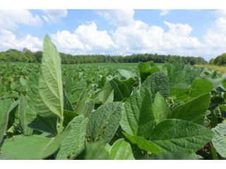Hopkins County, Kentucky Farmland - LAND AUCTION - 1,879+/- ACRES OFFERED IN 19 INDIVIDUAL TRACTS IN HOPKINS COUNTY, KENTUCKY