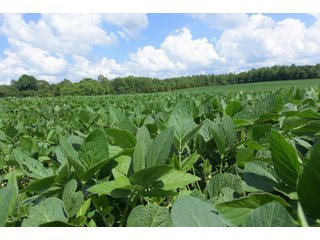 Hopkins County, Kentucky Farmland - LAND AUCTION - 1,879+/- ACRES OFFERED IN 19 INDIVIDUAL TRACTS IN HOPKINS COUNTY, KENTUCKY