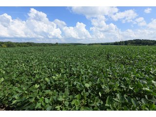 Hopkins County, Kentucky Farmland - LAND AUCTION - 1,879+/- ACRES OFFERED IN 19 INDIVIDUAL TRACTS IN HOPKINS COUNTY, KENTUCKY