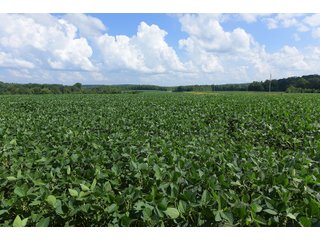 Hopkins County, Kentucky Farmland - LAND AUCTION - 1,879+/- ACRES OFFERED IN 19 INDIVIDUAL TRACTS IN HOPKINS COUNTY, KENTUCKY