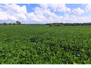 Hopkins County, Kentucky Farmland - LAND AUCTION - 1,879+/- ACRES OFFERED IN 19 INDIVIDUAL TRACTS IN HOPKINS COUNTY, KENTUCKY