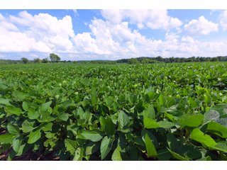 Hopkins County, Kentucky Farmland - LAND AUCTION - 1,879+/- ACRES OFFERED IN 19 INDIVIDUAL TRACTS IN HOPKINS COUNTY, KENTUCKY